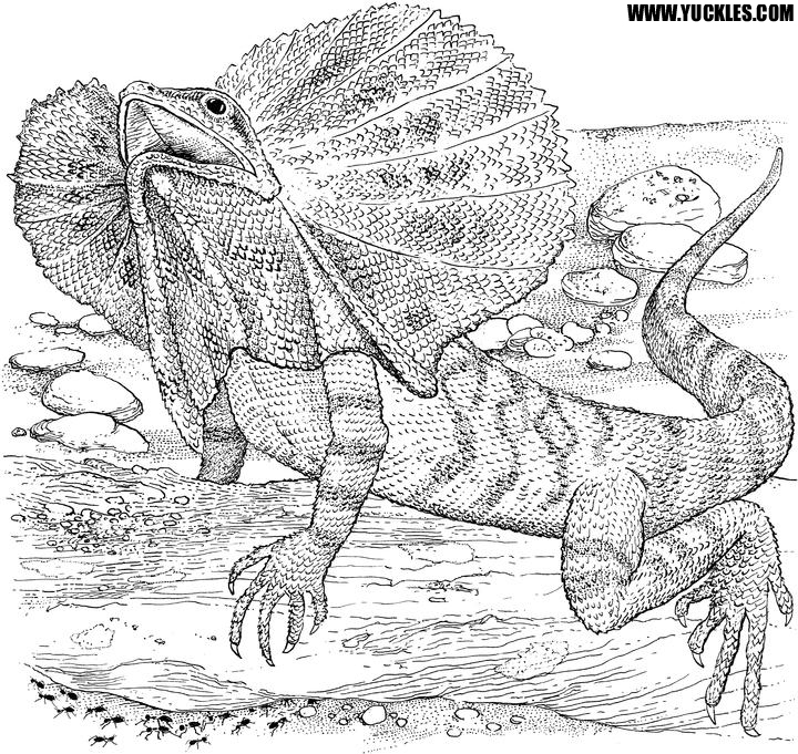 Reptile Coloring Pages Printable Portal Tribun Reptile Coloring Pages Printable Portal Tribun
