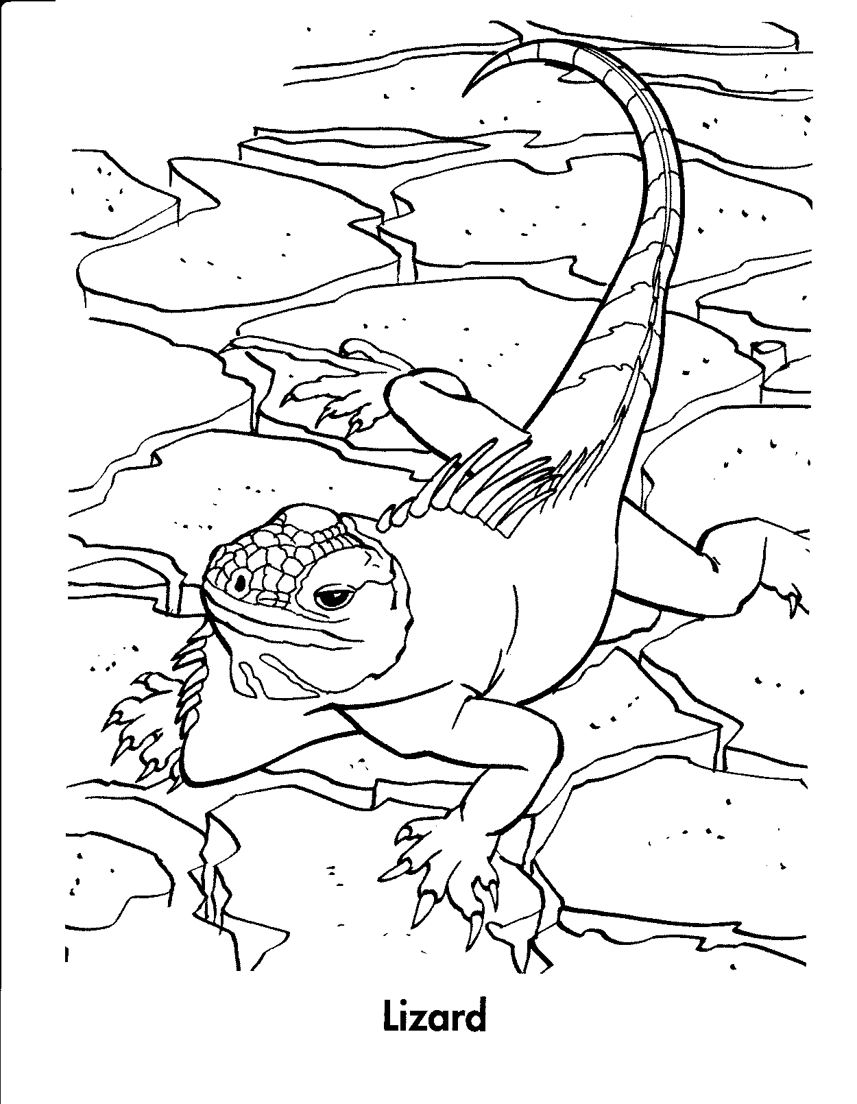 Reptile Coloring Pages Printable Portal Tribun Reptile Coloring Pages Printable Portal Tribun