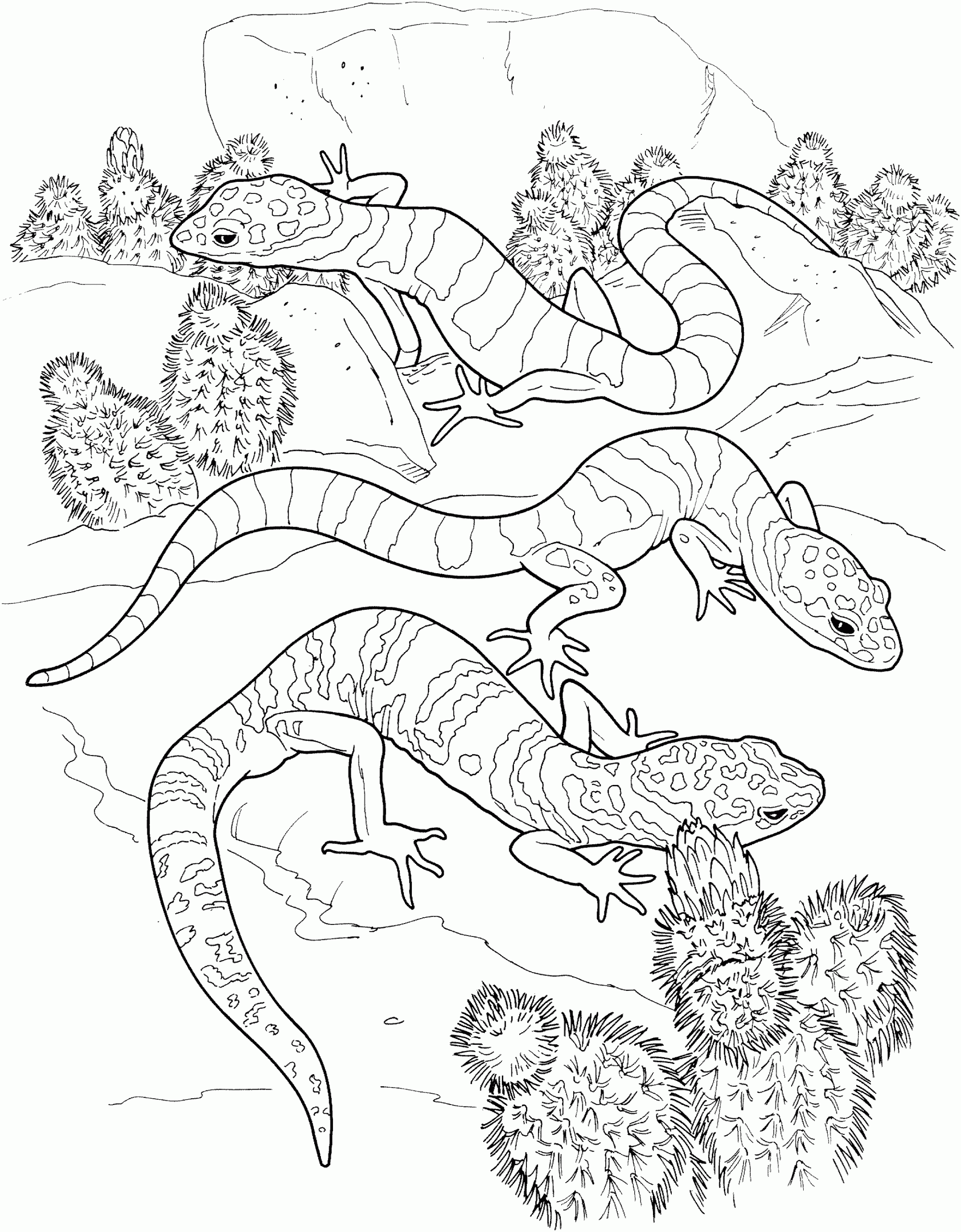 Reptile Coloring Pages Printable Reptile Coloring Pages Printable