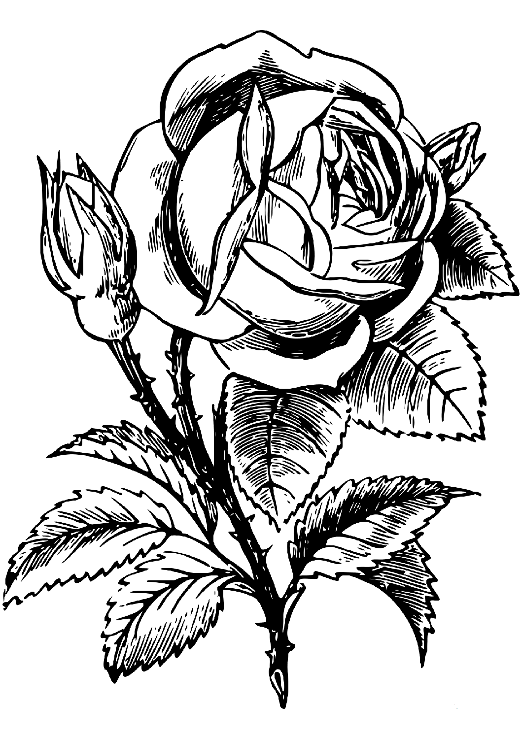Rose Coloring Pages Printable Free Rose Coloring Pages Printable Free