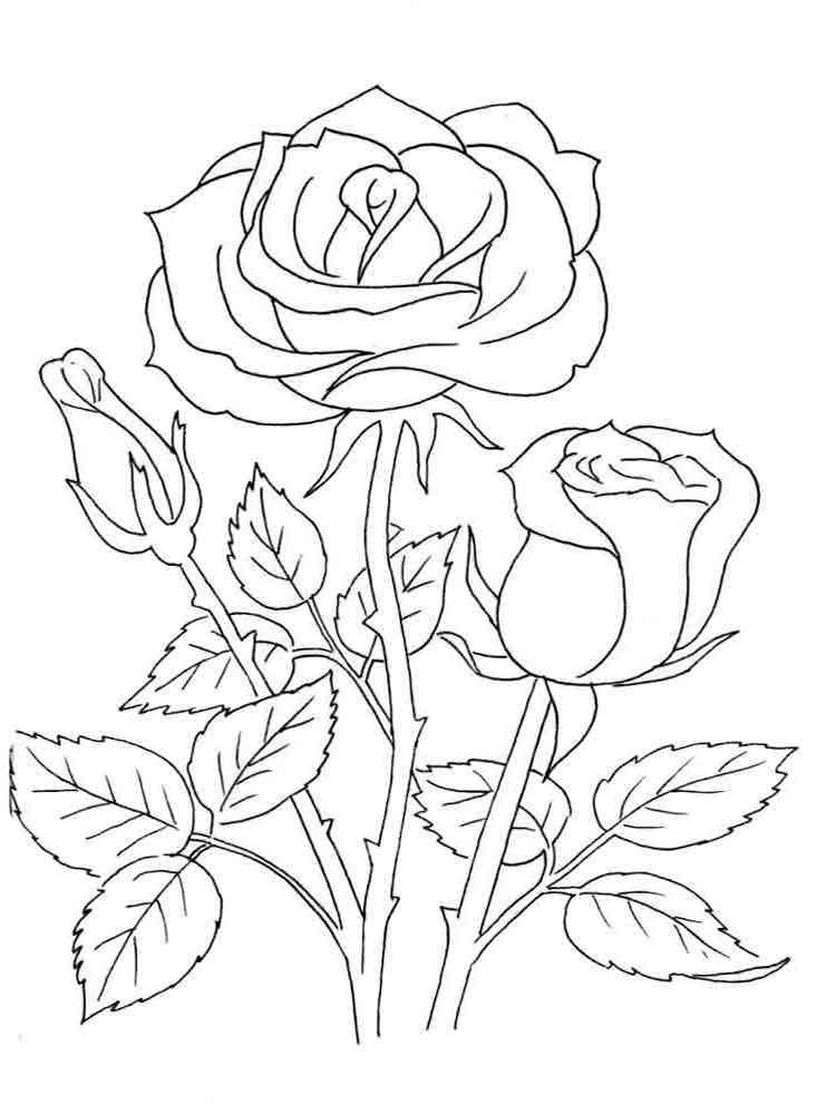 Rose Coloring Pages Rose Coloring Pages