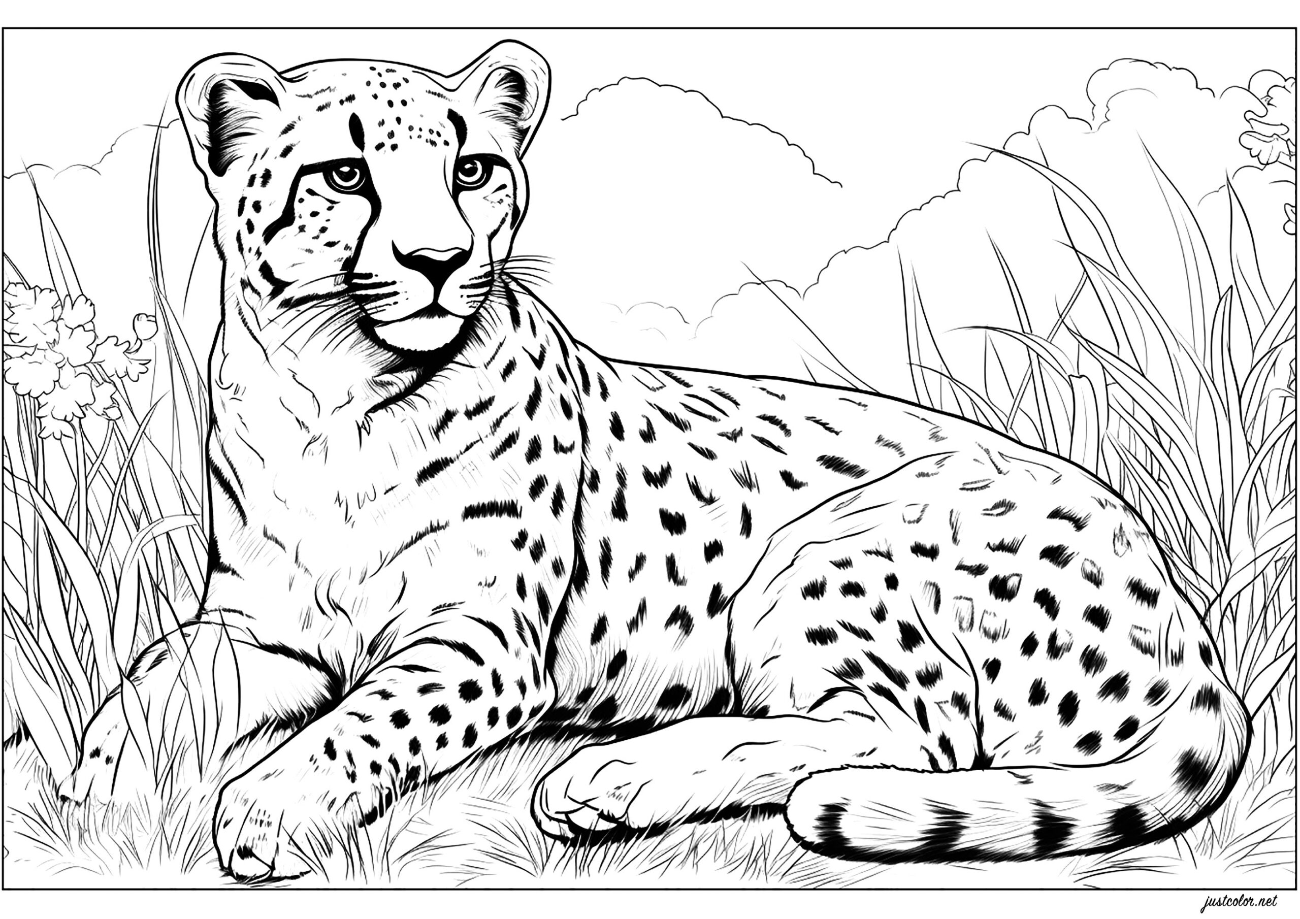 Ruhender Gepard Ausmalbilder Von Geparde Zum Ausmalen Ruhender Gepard Ausmalbilder Von Geparde Zum Ausmalen