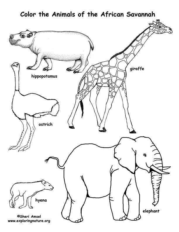 Savanna African Animals Coloring Page Zoo Animal Coloring Pages Savanna African Animals Coloring Page Zoo Animal Coloring Pages