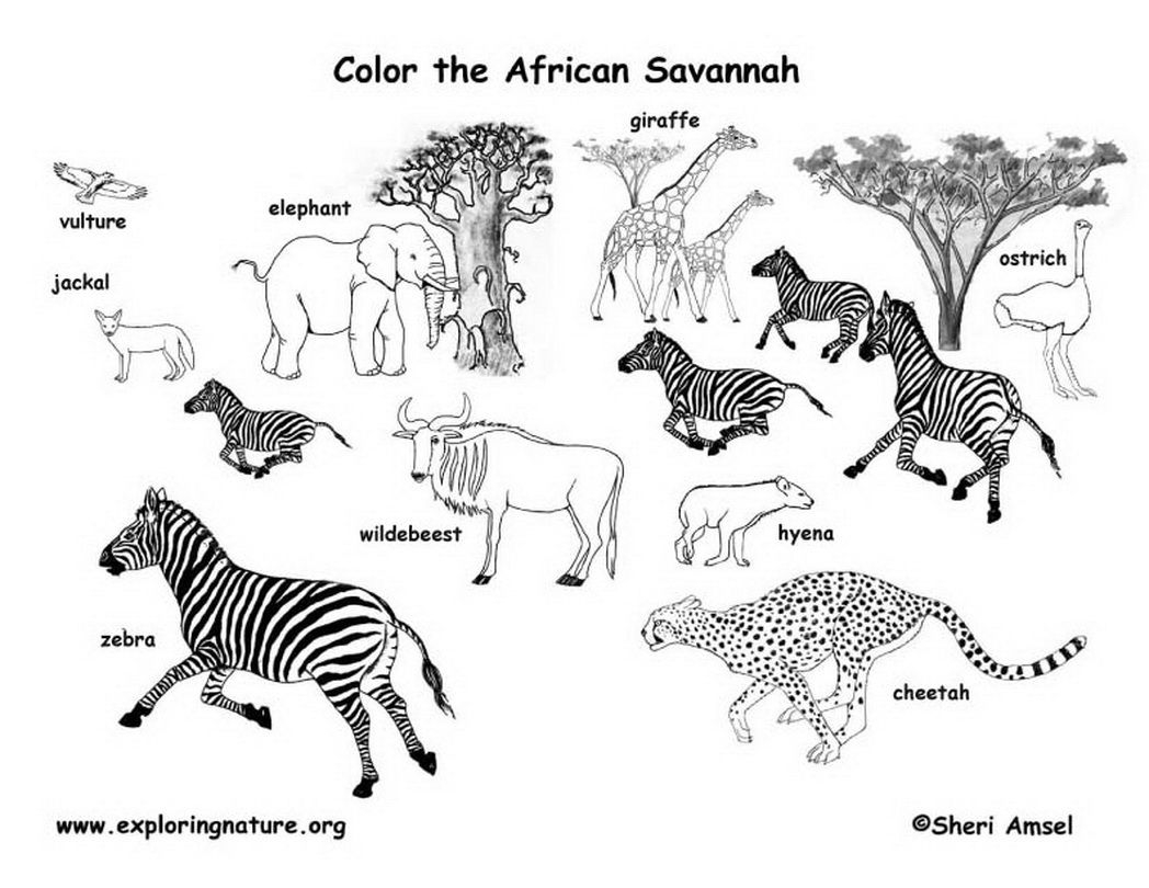 Savanna Coloring Pages Coloring Home Savanna Coloring Pages Coloring Home