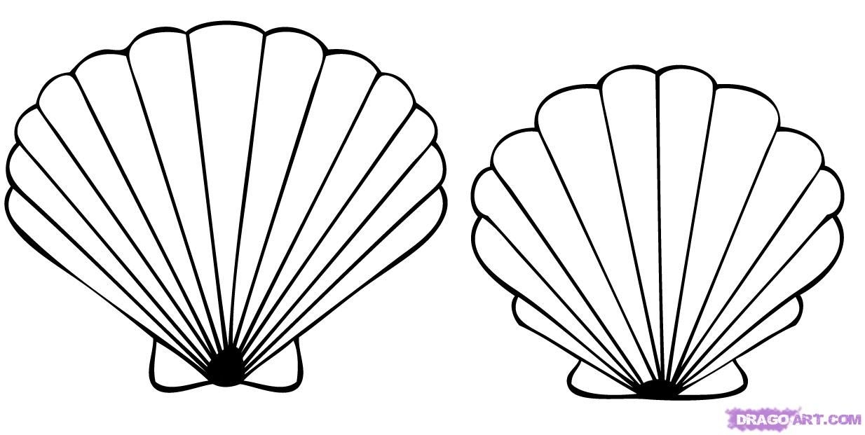 Sea Shells Coloring Pages How To Draw A Seashell Seashells Step 4