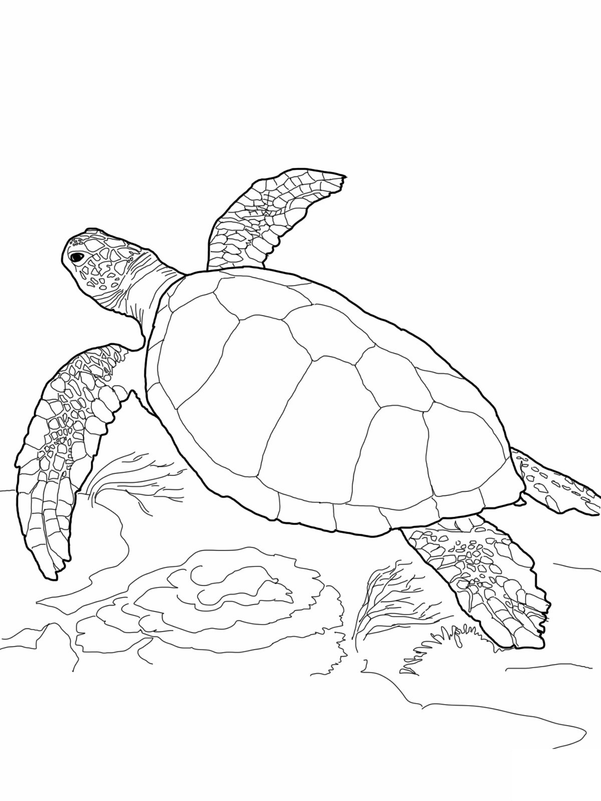 Sea Turtle Printable Coloring Pages At Genfionablog Blog Sea Turtle Printable Coloring Pages At Genfionablog Blog