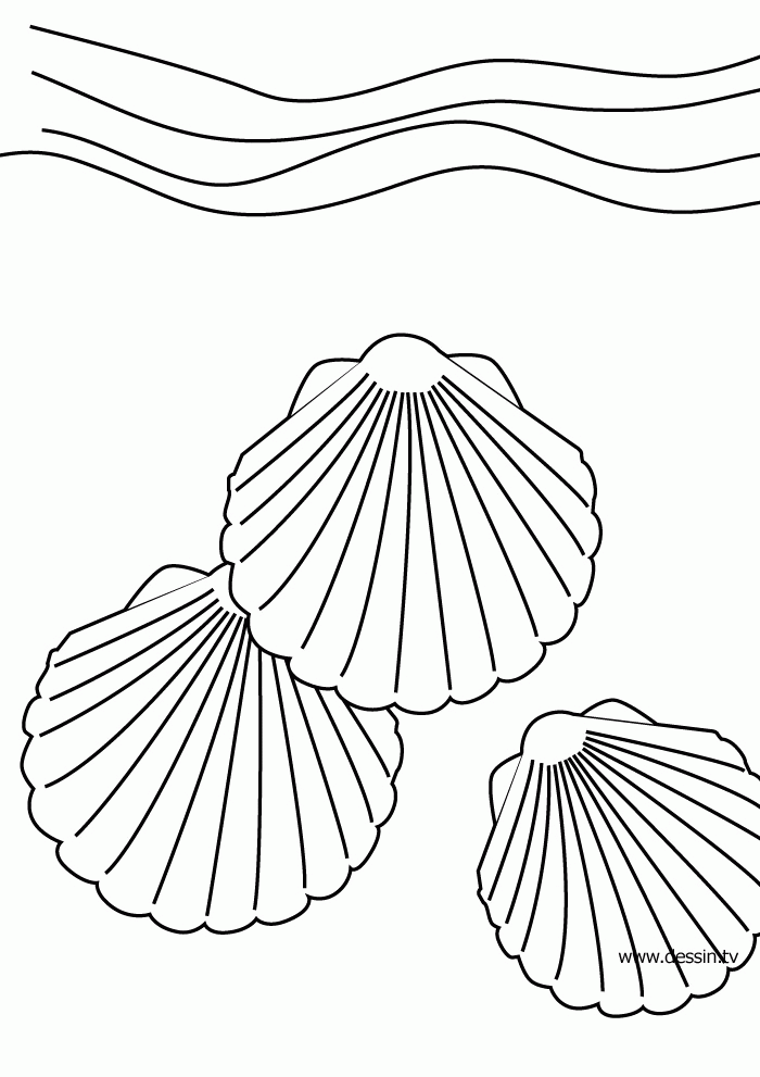 Seashell Coloring Pages Printable Coloring Home