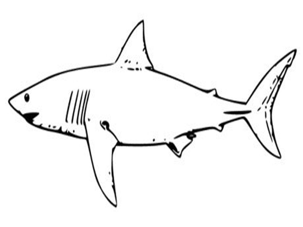 Shark Clip Art 600132