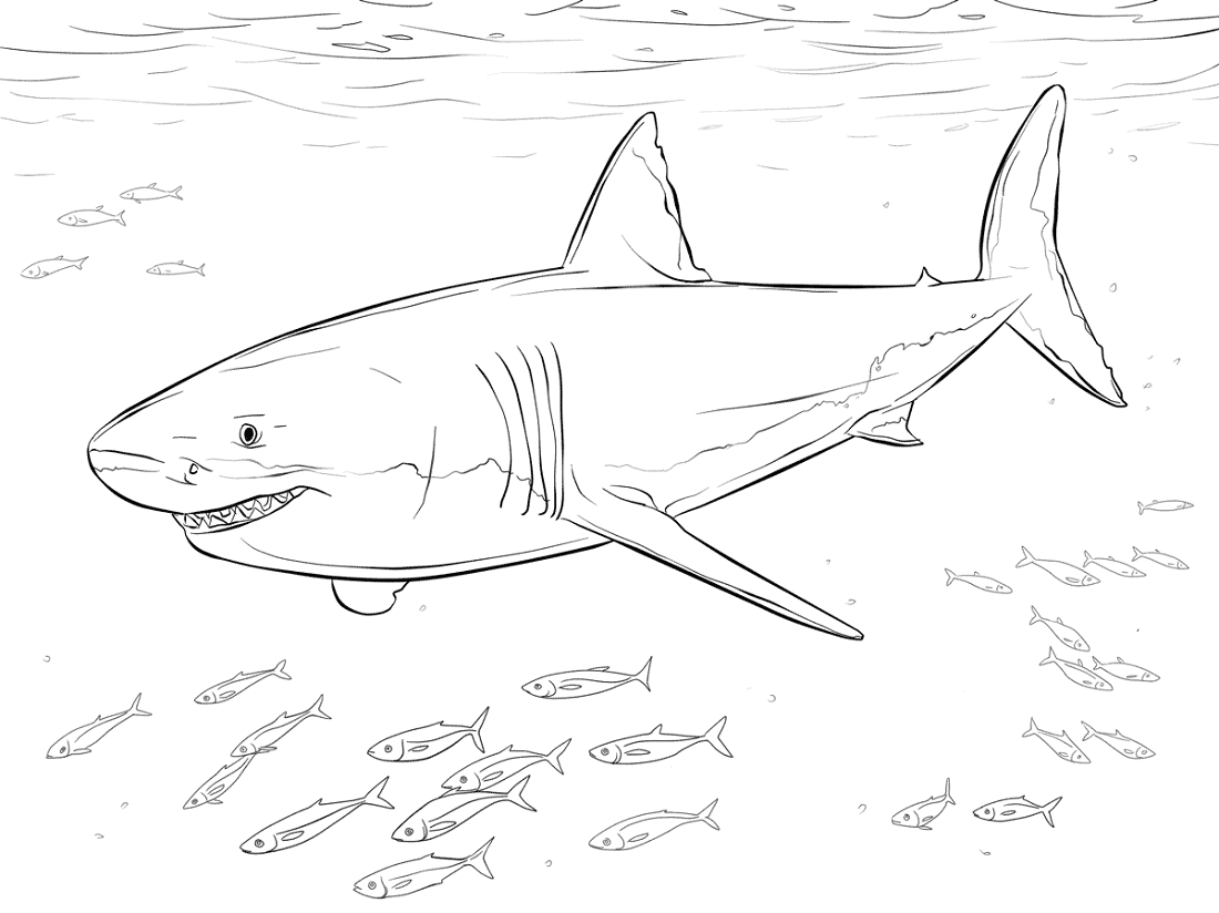 Shark Color Pages Printable Shark Color Pages Printable