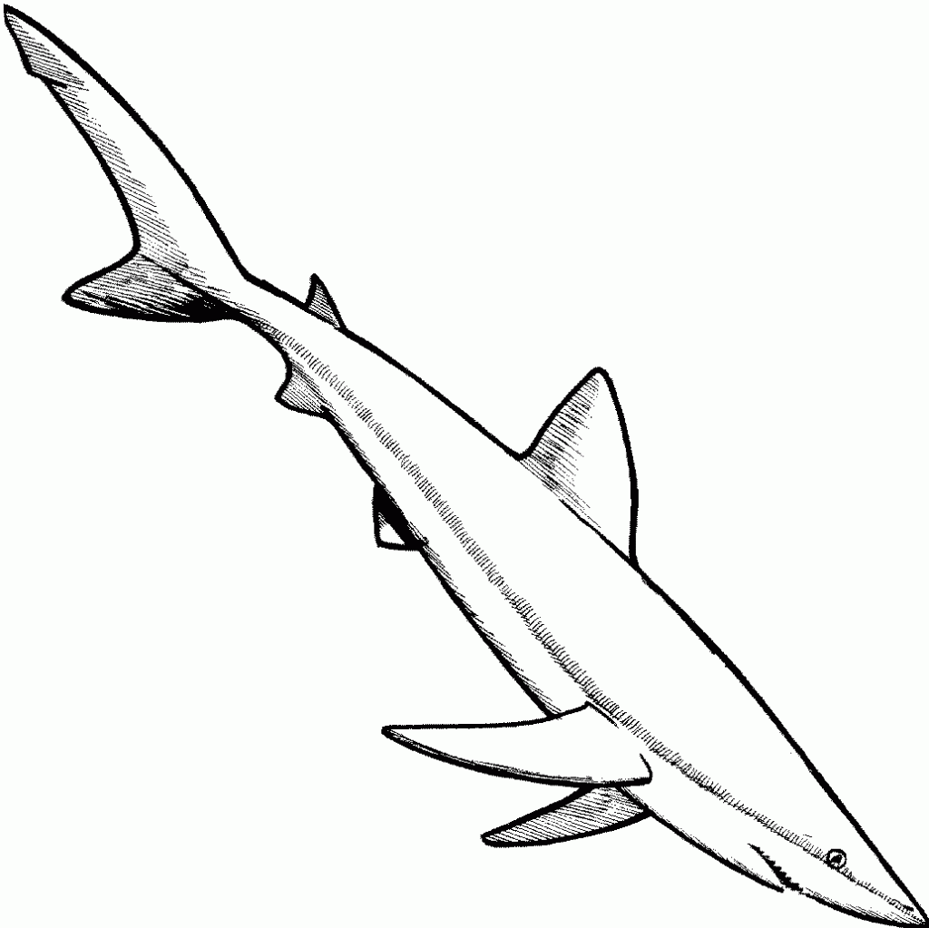 Printable Shark Coloring Pages Printable Shark Coloring Pages