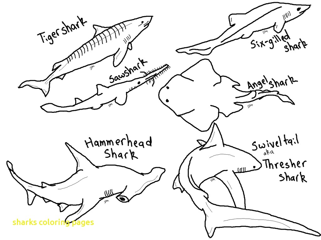 Shark Tooth Coloring Page At GetColorings Free Printable Shark Tooth Coloring Page At GetColorings Free Printable