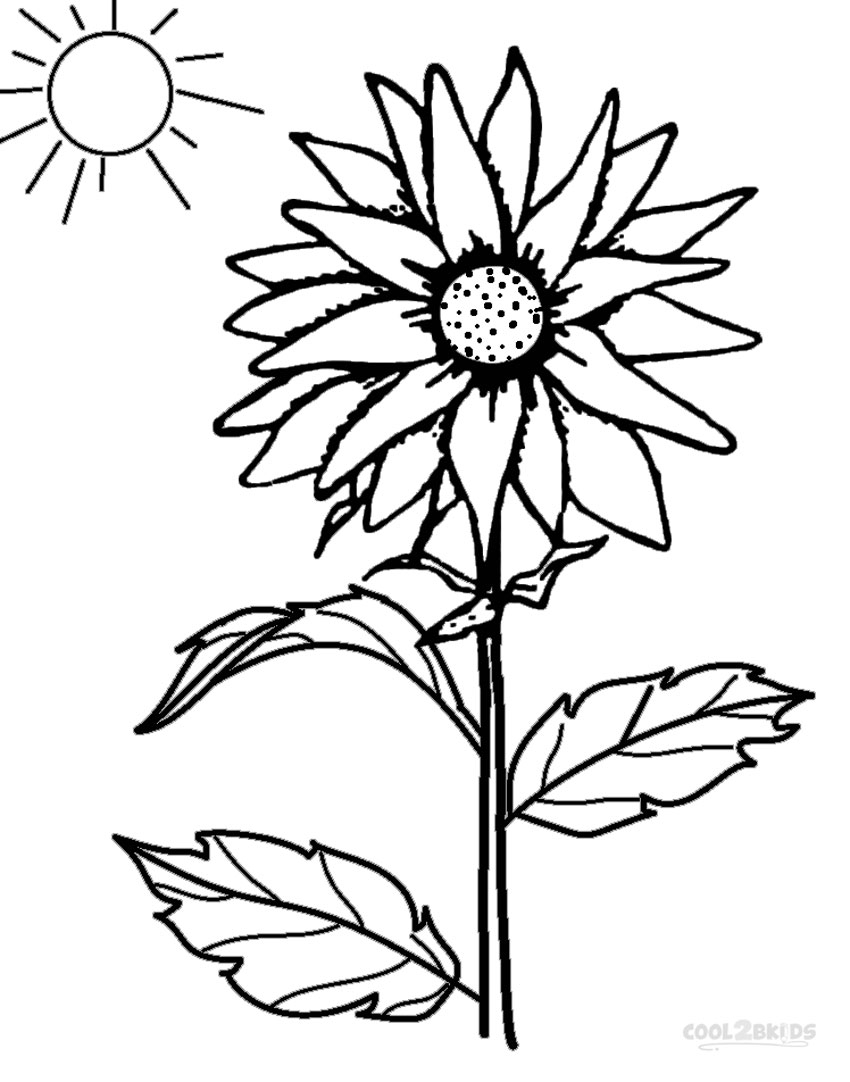 Simple Sunflower Drawing At GetDrawings Free Download