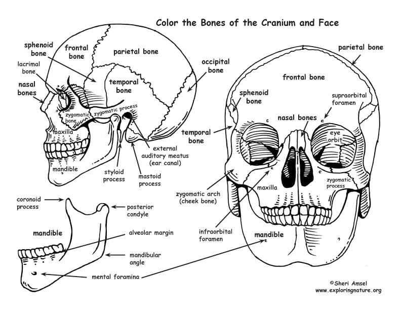 Printable Anatomy Coloring Pages Printable Anatomy Coloring Pages