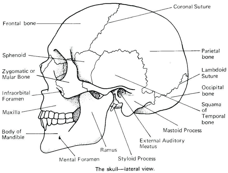 Skull Anatomy Coloring Pages Printable Coloring Pages FREE Skull Anatomy Coloring Pages Printable Coloring Pages FREE