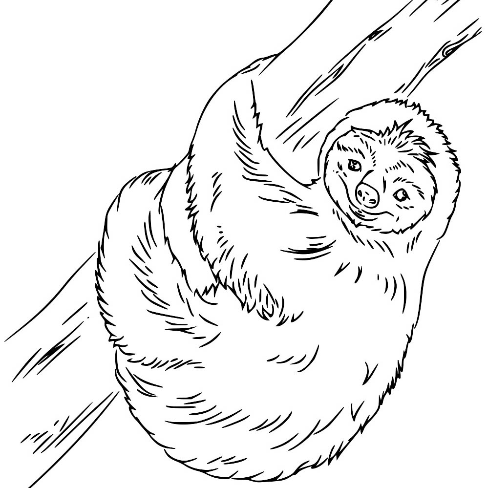 Sloth Coloring Pages Printable Sloth Coloring Pages Printable