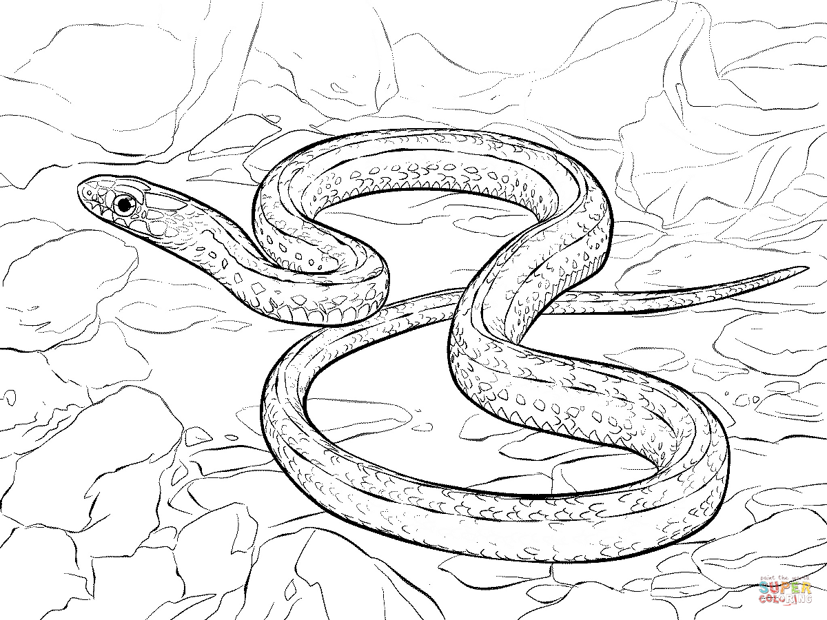 Snakes Coloring Pages Printable Coloring Home Snakes Coloring Pages Printable Coloring Home