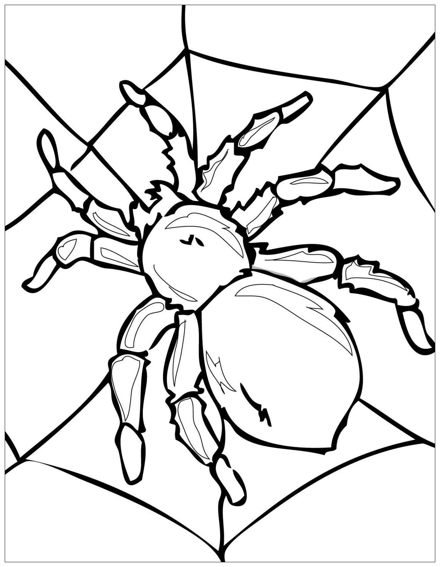 Spider Coloring Page Insect Coloring Pages Spiderman Coloring Spider Coloring Page Insect Coloring Pages Spiderman Coloring