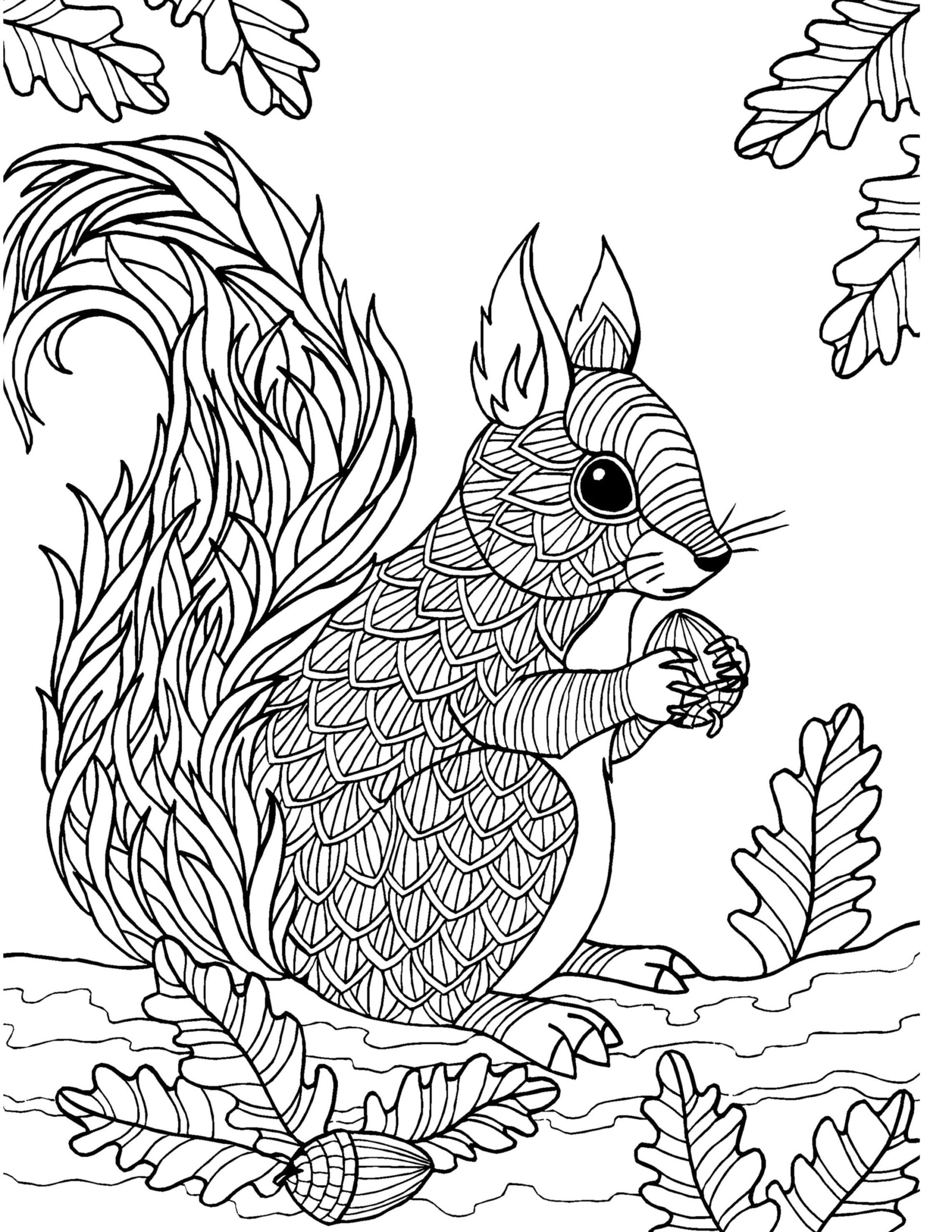Squirrel Coloring Pages Printable