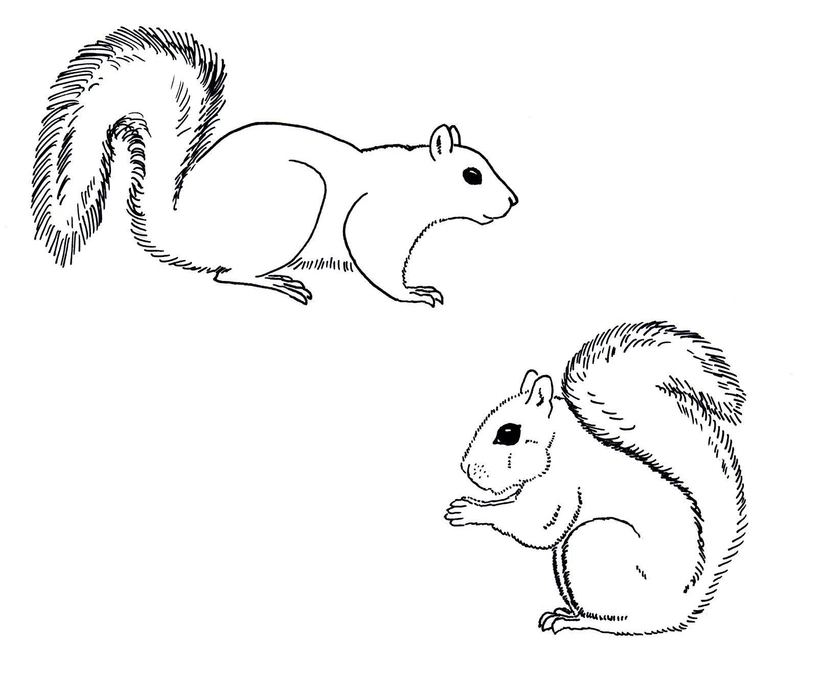 Squirrel Line Art Coloring Sheet Squirrel Line Art Coloring Sheet