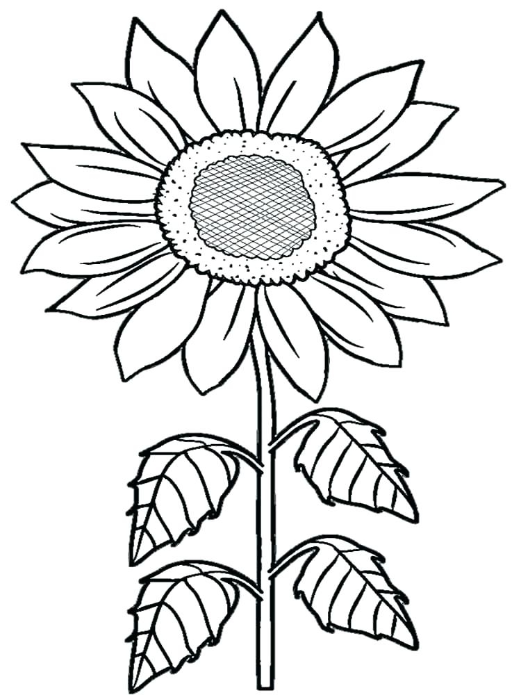 Sunflower Coloring Pages Printable At GetDrawings Free Download Sunflower Coloring Pages Printable At GetDrawings Free Download