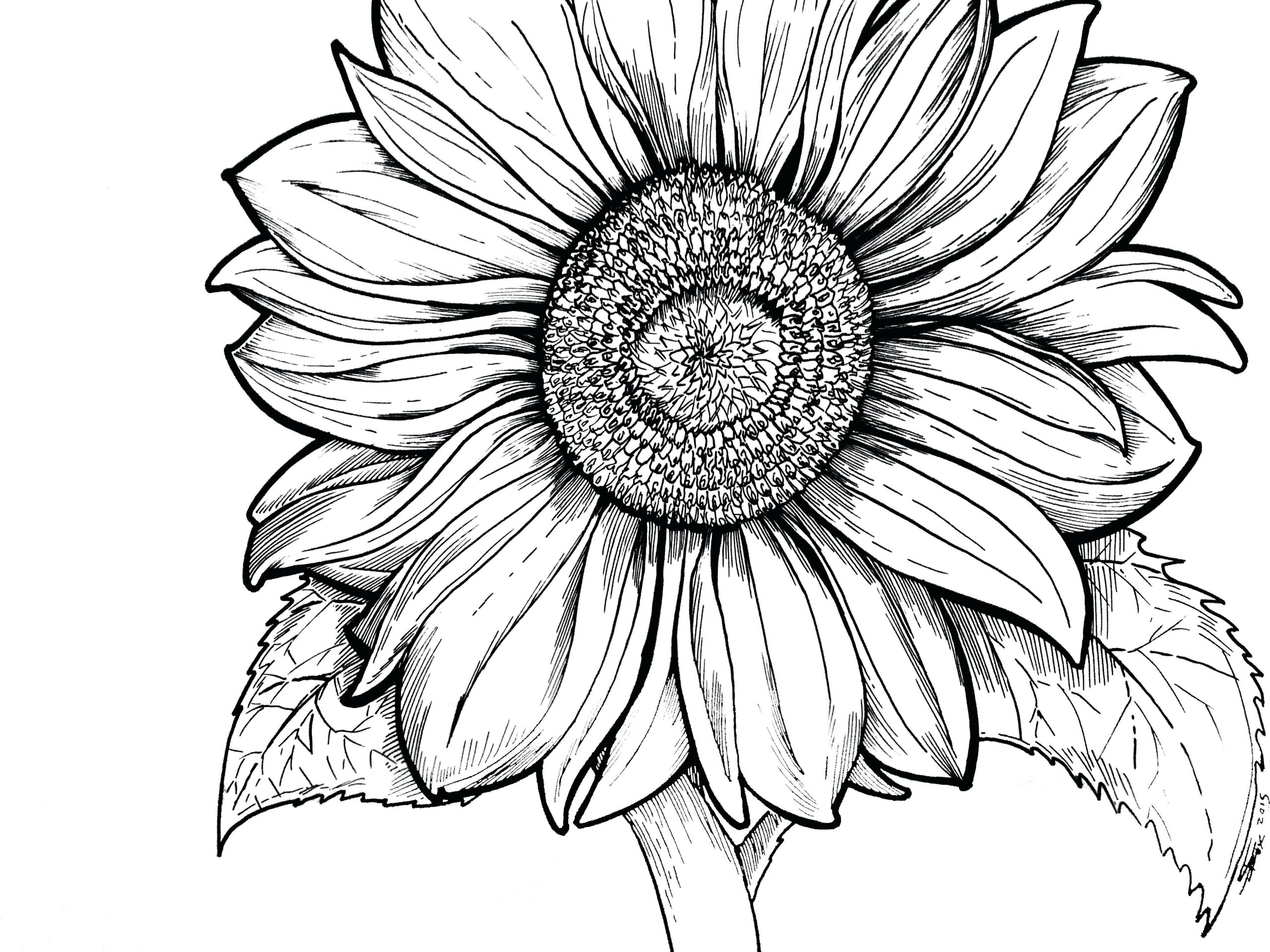 Sunflower Line Drawing Free Download On ClipArtMag Sunflower Line Drawing Free Download On ClipArtMag