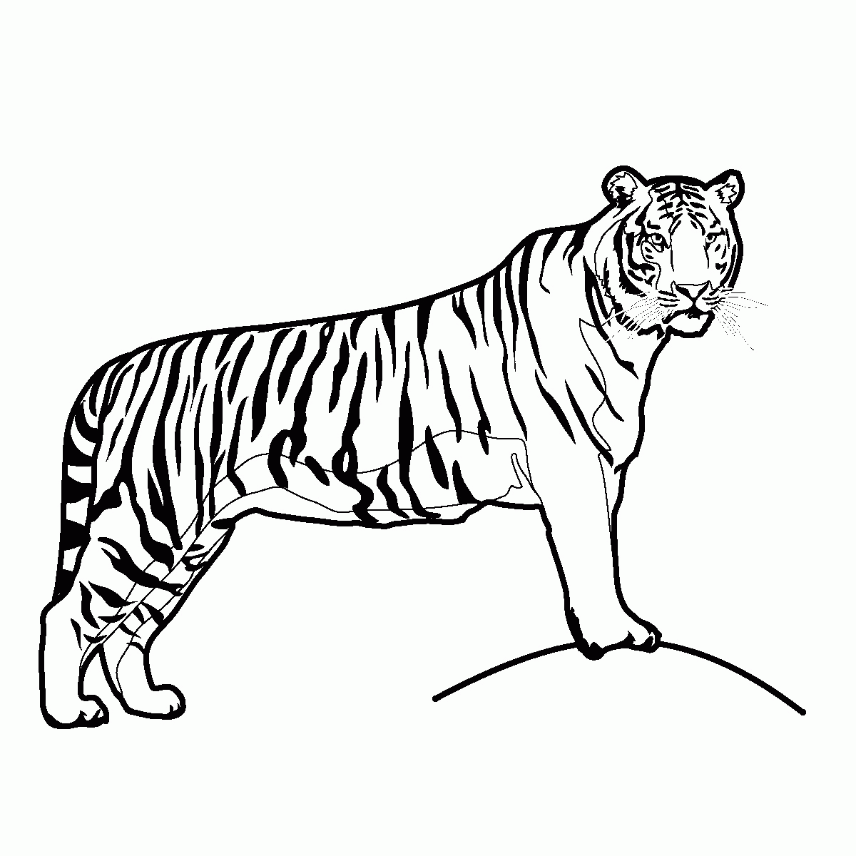 Free Printable Tiger Coloring Pages Free Printable Tiger Coloring Pages