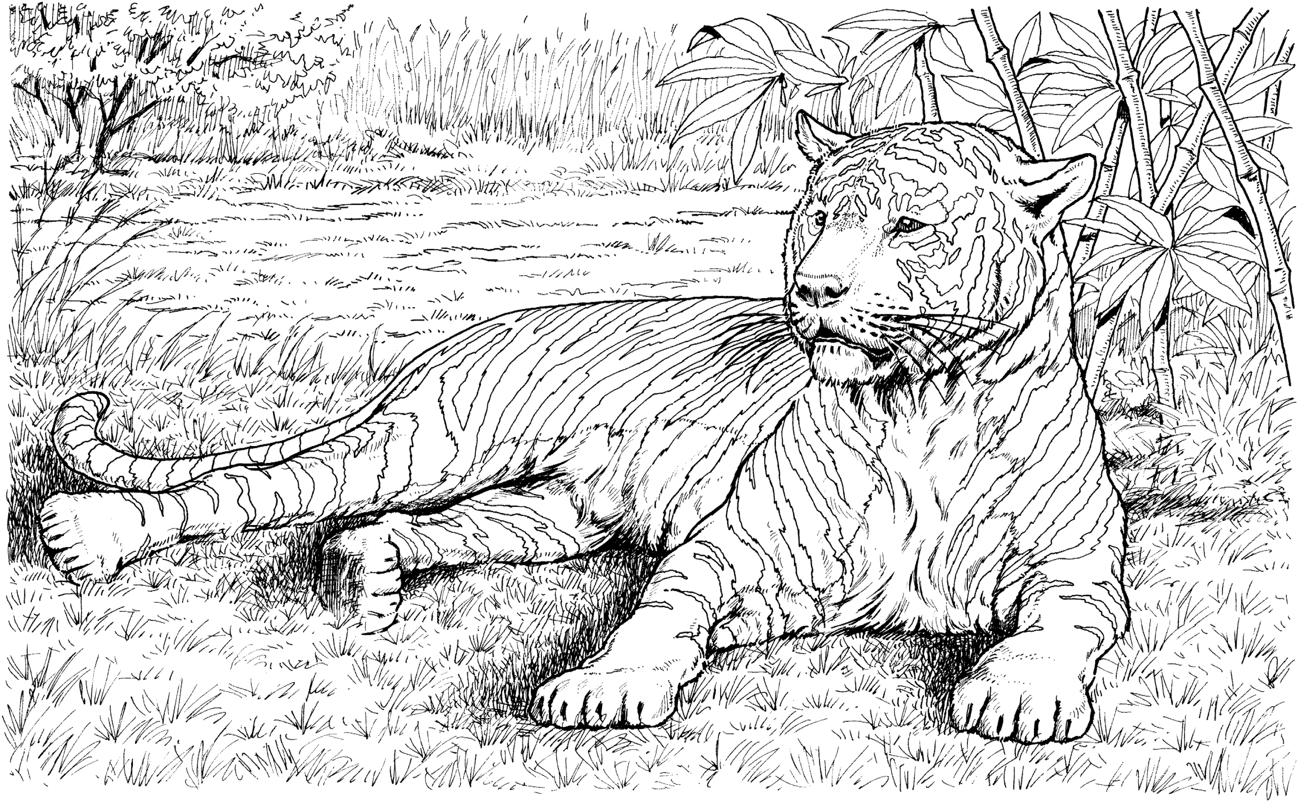 Tiger Printable Coloring Pages Tiger Printable Coloring Pages