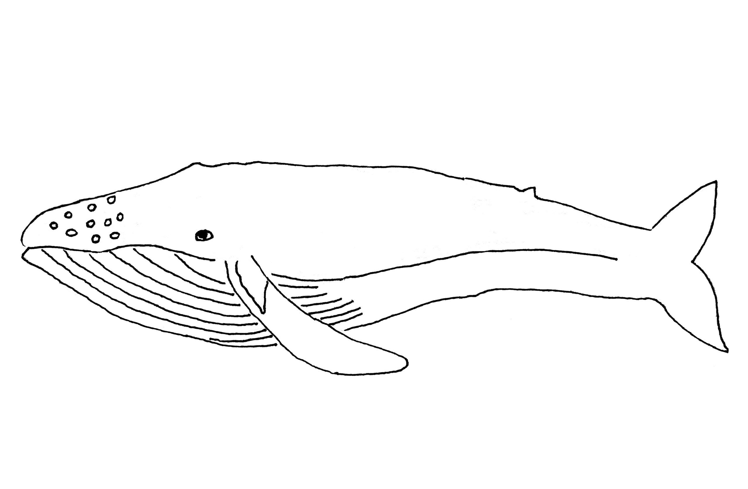 Whale Coloring Pages Printable Whale Coloring Pages Printable