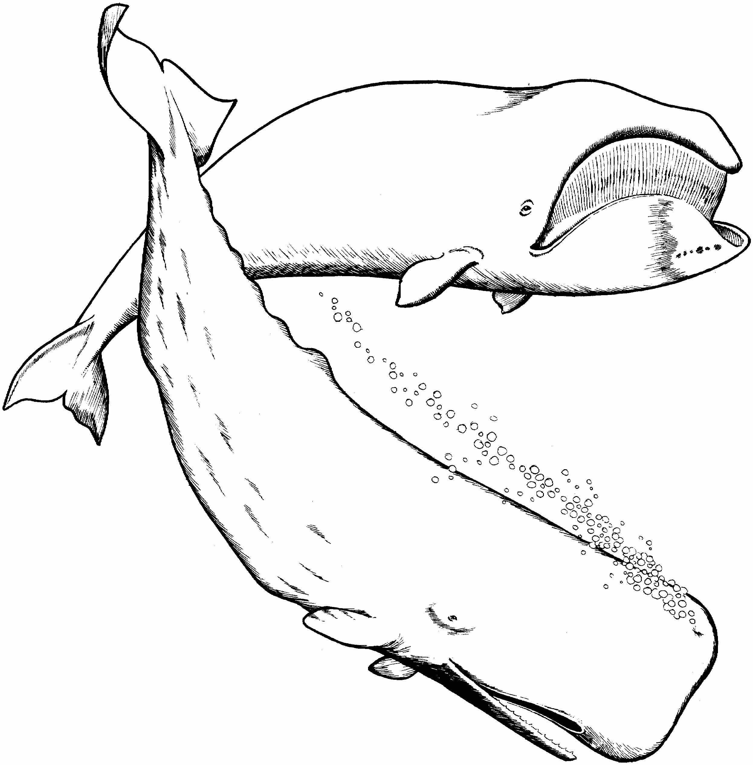 Whale Coloring Pages Printable Whale Coloring Pages Printable