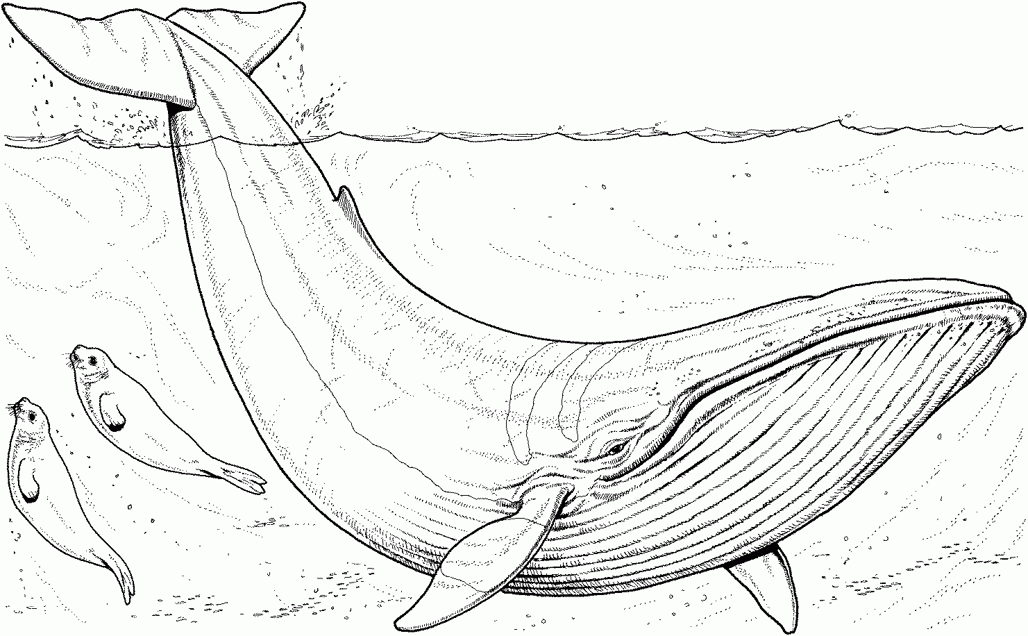 Whale Coloring Pages Whale Coloring Pages